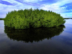 Manglar en Carahatas, provincia de Villa Clara. Cuba manglar en Carahatas-Cuba